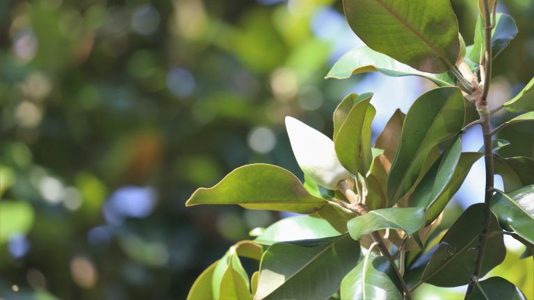 Magnolia leaves and flower.