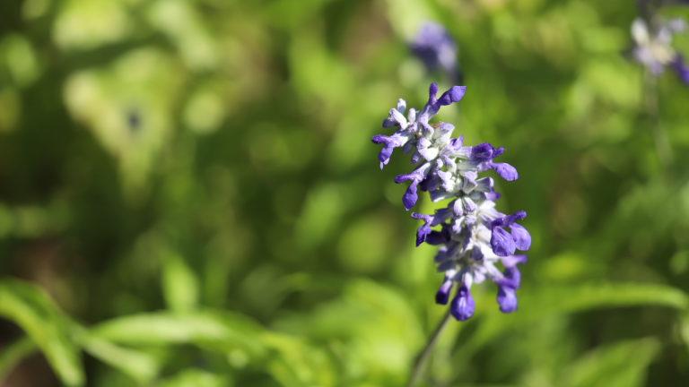 Mealy blue sage flowers.