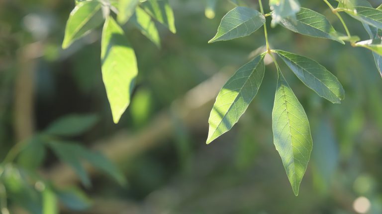 Mexican ash leaves.