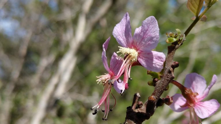 Mexican buckeye flower.