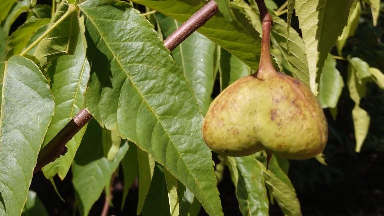 Mexican buckeye leaves and seedpods.