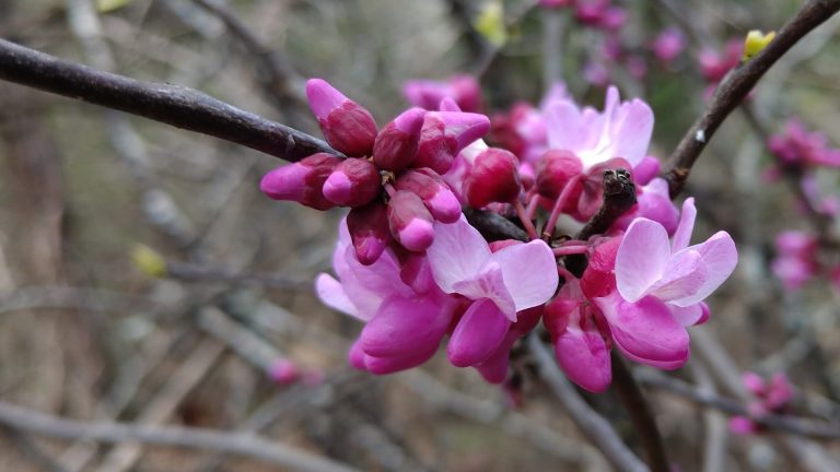 Mexican redbud flowers.