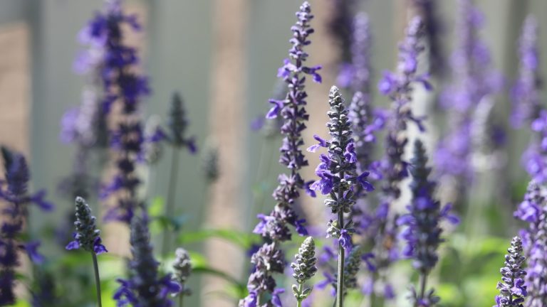 Mystic spires salvia flowers.