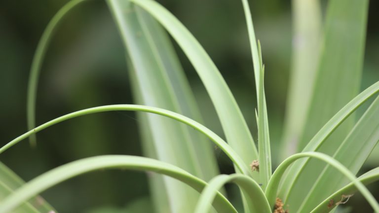 Agave bracteosa leaves.