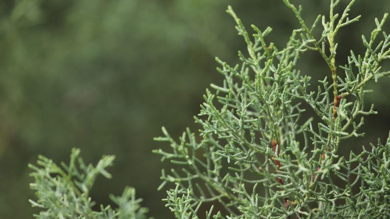 Ornamental juniper leaves.