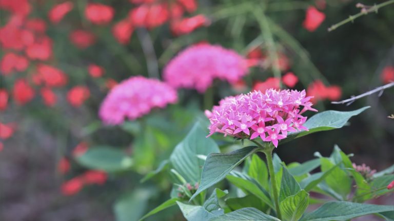 pentas-detail-2-1920x1080-img_6987