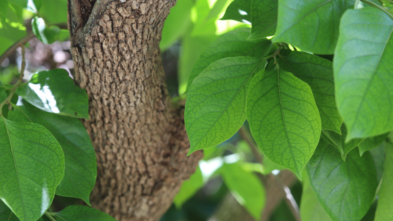 Persimmon leaves and trunk.