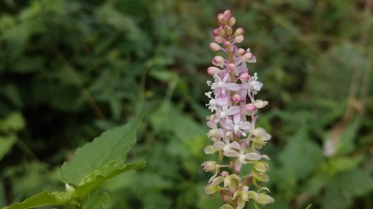 Pigeonberry flowers.