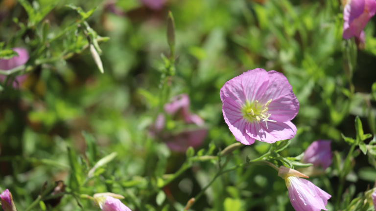 "Pink ladies" evening primrose flowers.