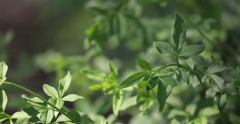 Primrose jasmine leaves.