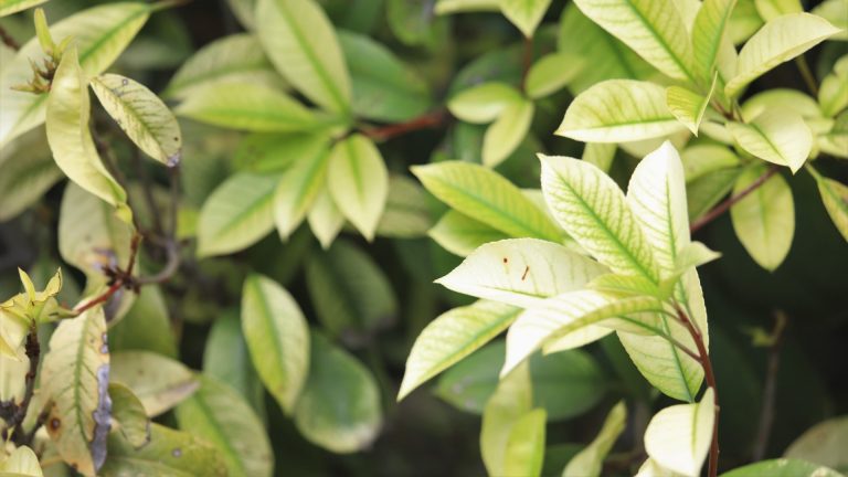 Red-tip photinia showing leaf spots.