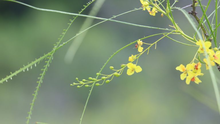 Retama flowers.