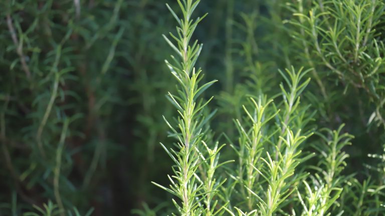 Rosemary leaves.