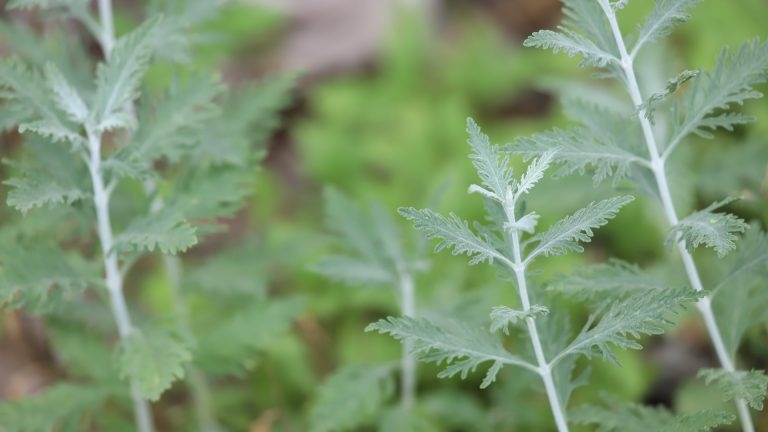 Russian sage leaves.