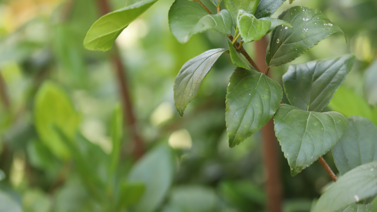 Sandankwa viburnum leaves and branches.