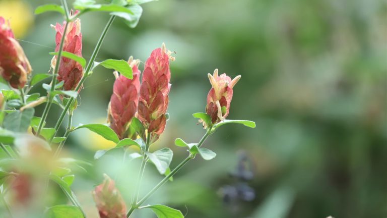 Shrimp plant leaves, bracts and flowers.