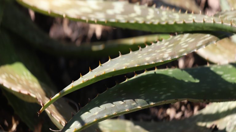 Soap aloe leaves and teeth.