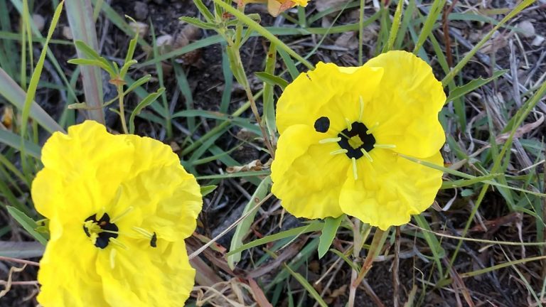 Sundrop flowers.