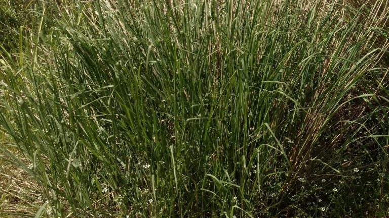 Switchgrass leaves.