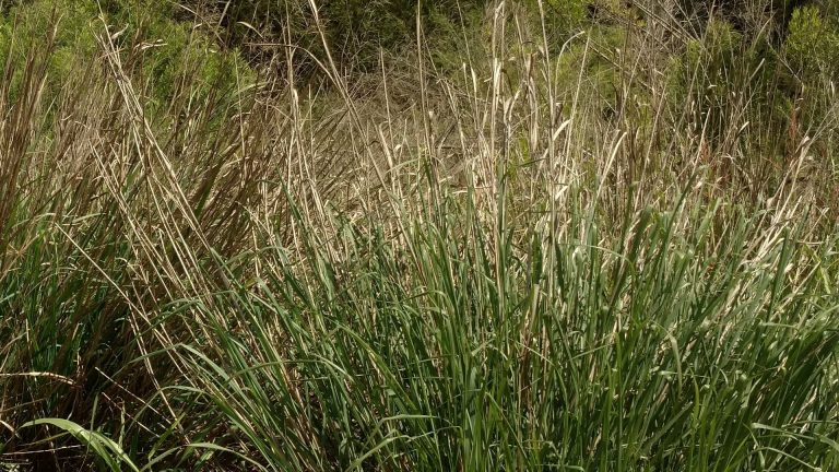 Switchgrass leaves.