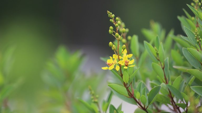 Thryallis leaves and flowers.