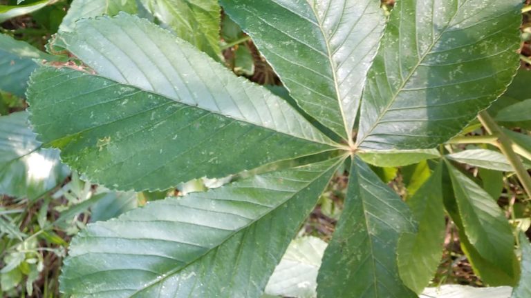 Texas buckeye leaves.