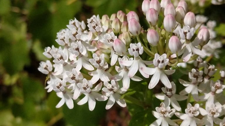 Texas milkweed flowers.