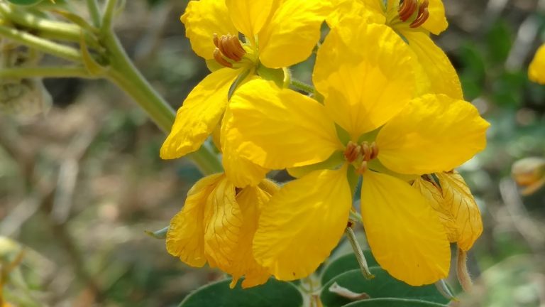 Velvet-leaf Senna - Garden Style San Antonio