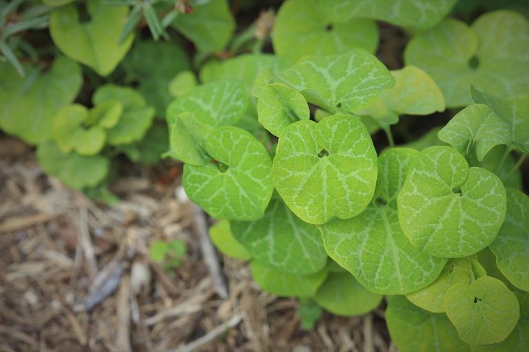 White-veined pipevine leaves.