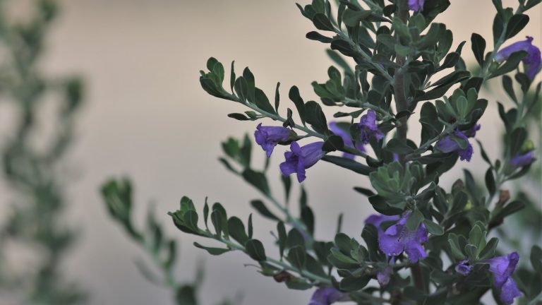 Wright's skullcap leaves and flowers.