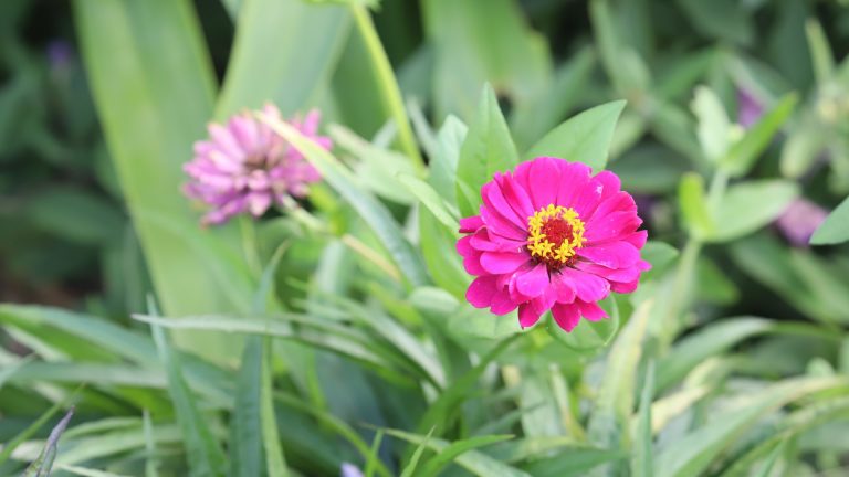 Zinnia flower.