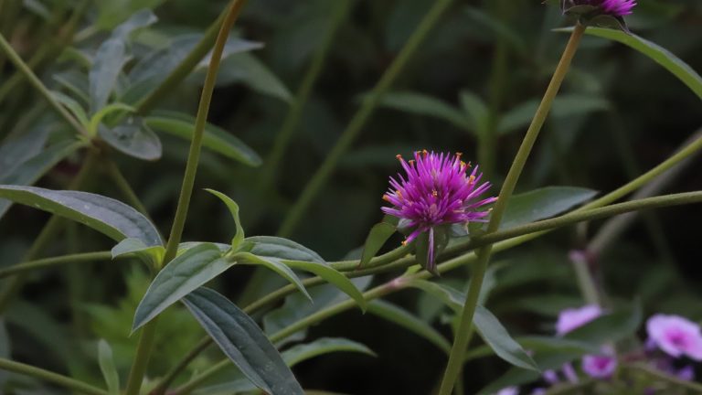 Globe amaranth flowers.