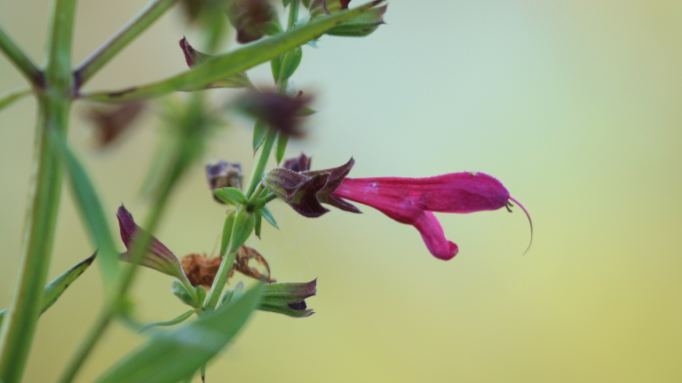 Big red sage flower.