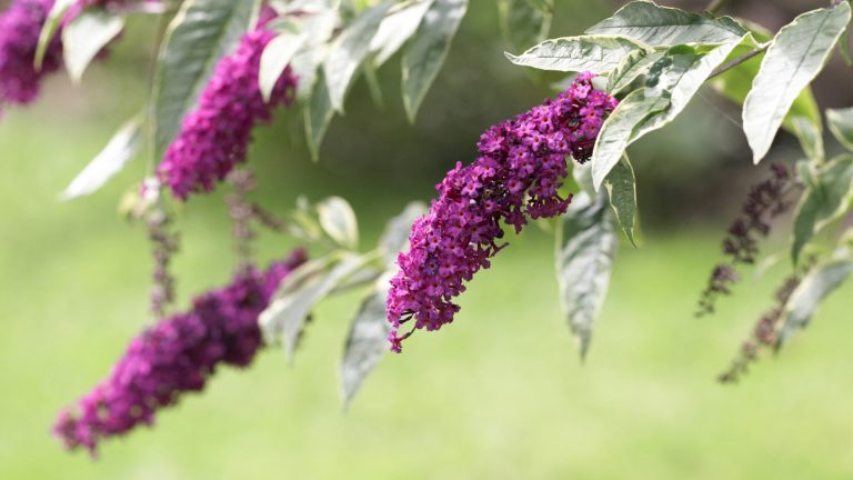 Butterfly bush flowers.