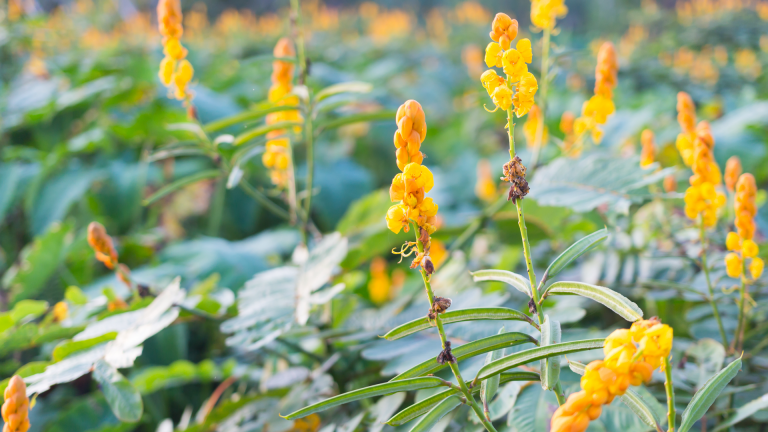 Candlestick leaves and flowers.