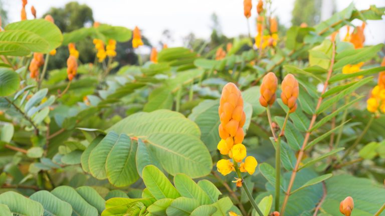 Candlestick plant leaves and