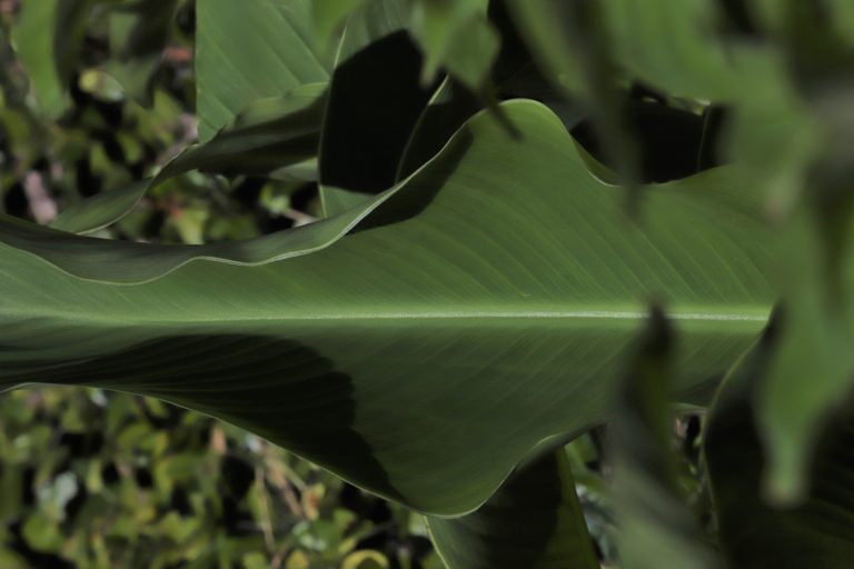 Canna leaf.