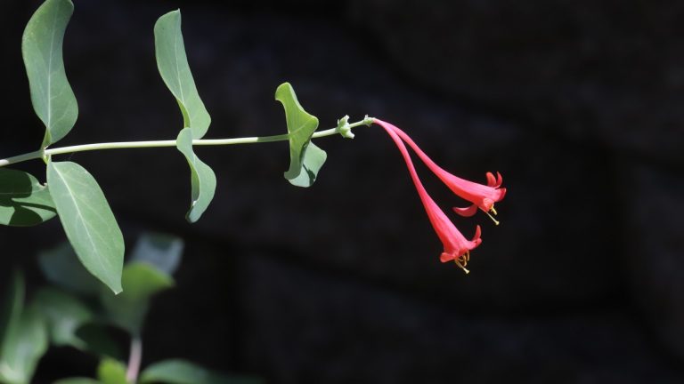 Coral honeysuckle flowers.