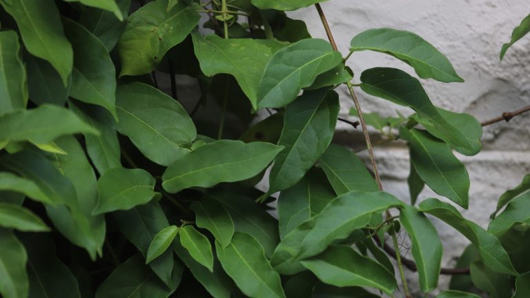 Coral vine leaves.