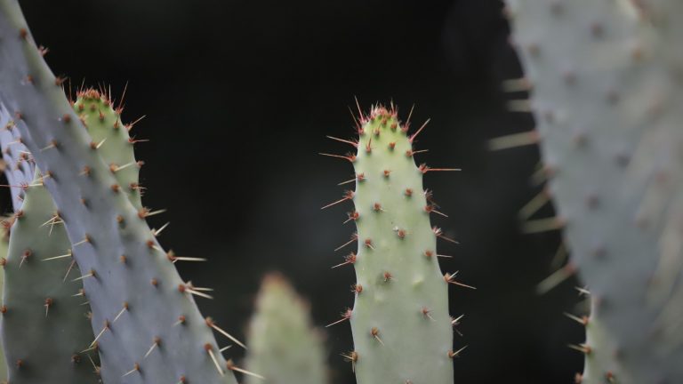 Cow tongue cactus leaves.