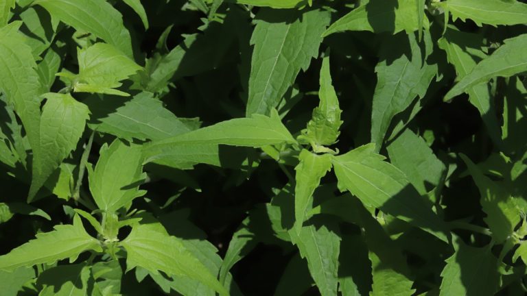 Fragrant crucita mistflower leaves.