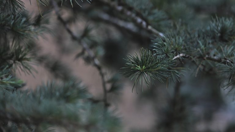 Deodar cedar leaves.