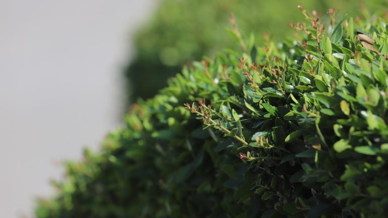 Dwarf yaupon holly leaves.