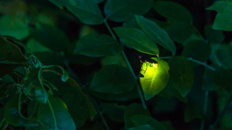 firefly shining brightly on leaf