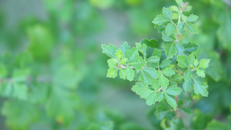 Fragrant sumac leaves.