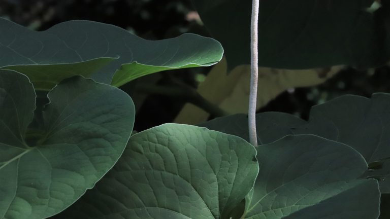 Hoja santa leaves and flower.