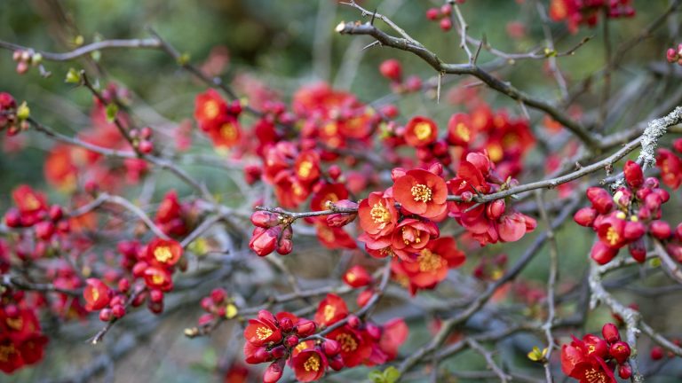 Japanese quince flowers.