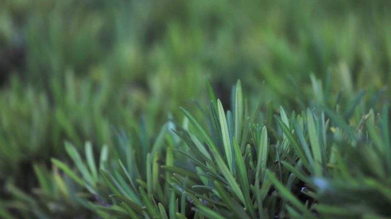 Japanese yew leaves.