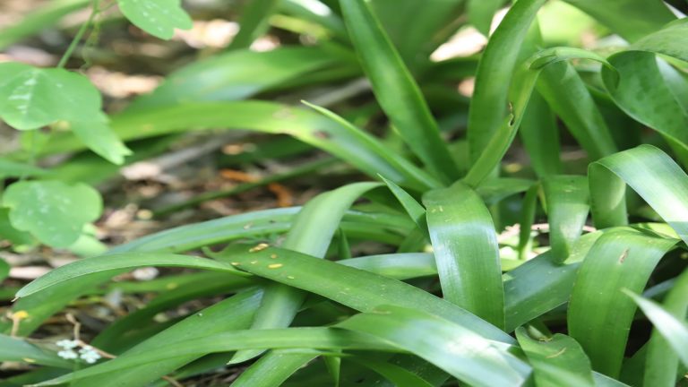 Manfreda leaves.