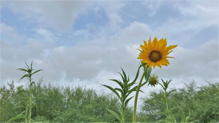 Maximilian sunflowers.